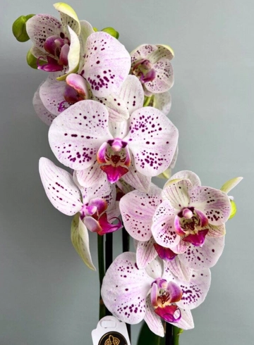 Орхидея двухствольная нежно-фиолетовая в крапинку  от интернет-магазина цветов в 