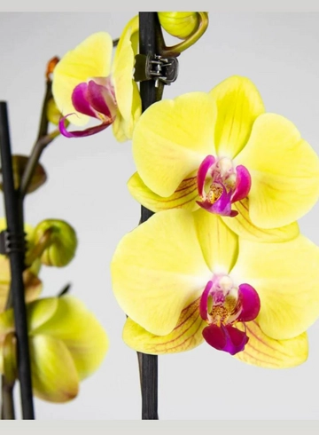 Орхидея двуствольная желтая  от интернет-магазина цветов в 