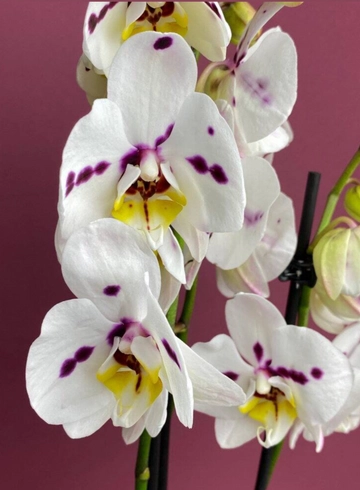 Орхидея двуствольная белая в крапинку  от интернет-магазина цветов в 