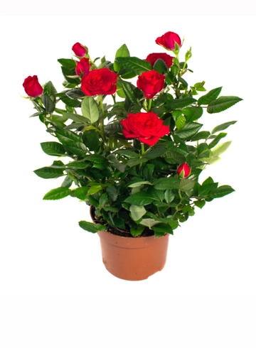 Роза в горшке красная  от интернет-магазина цветов в 