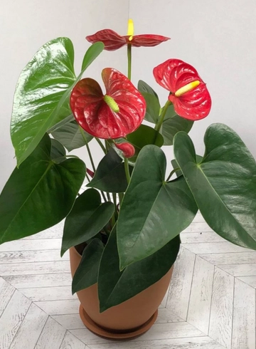 Антуриум красный 45см  от интернет-магазина цветов в 