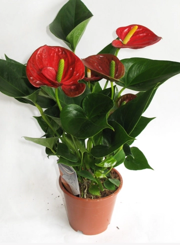 Антуриум красный 55см  от интернет-магазина цветов в 