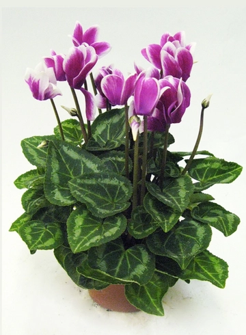 Цикламен фиолетовый  от интернет-магазина цветов в 